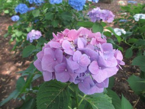 IMG_2521ブログ